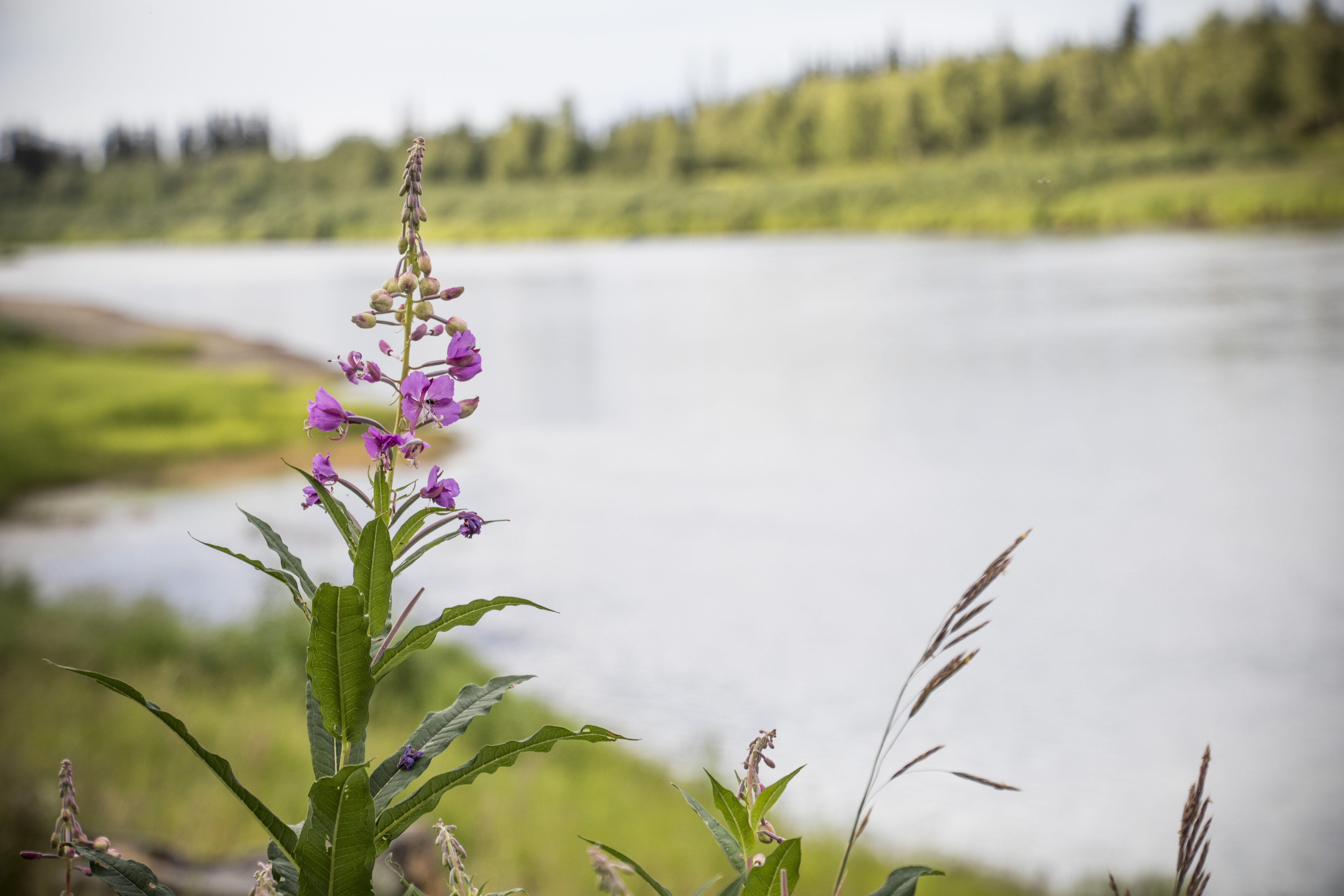 Fireweeds overlooking the river